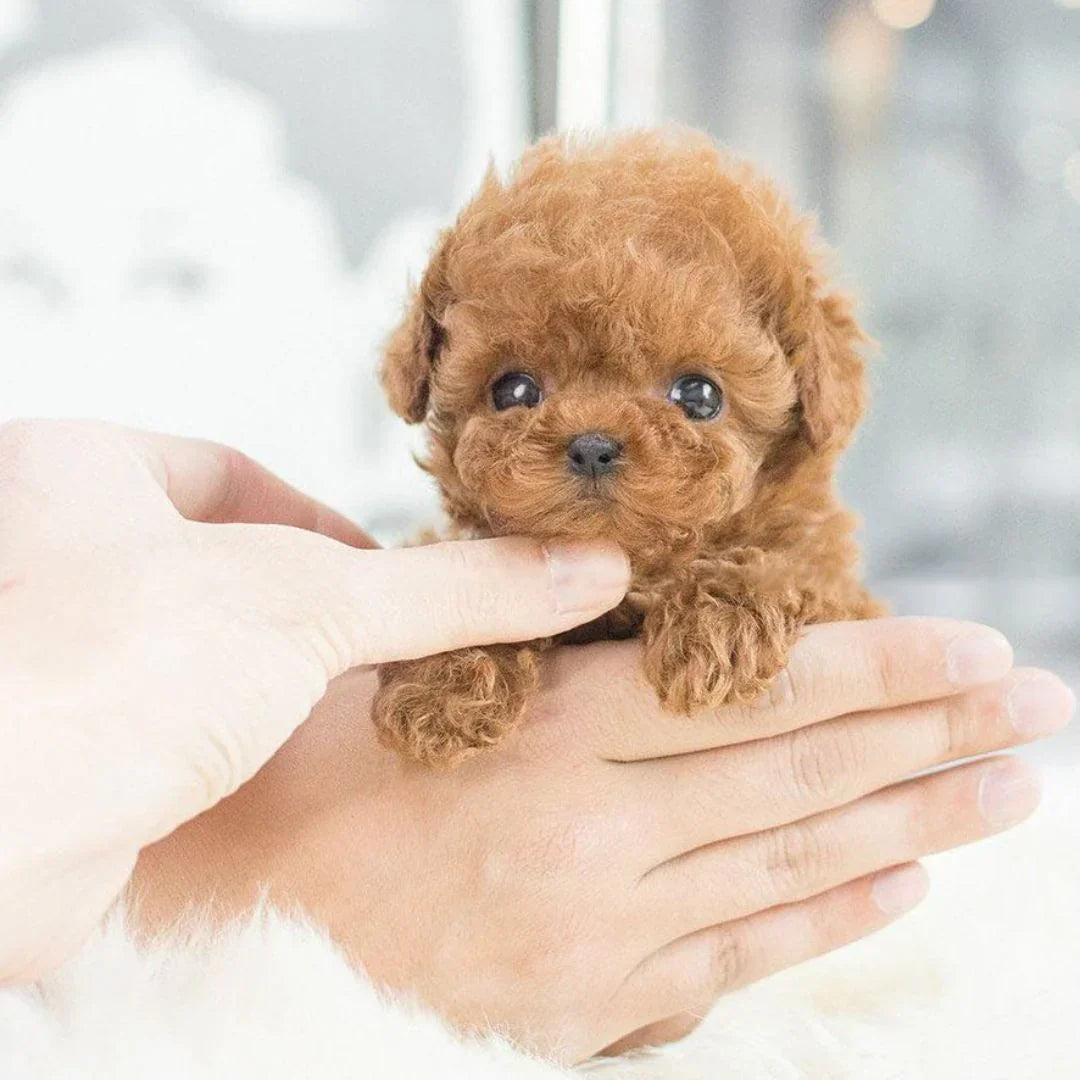 Interactive Plush Puppy for Children & Adults – Realistic Play and Love
