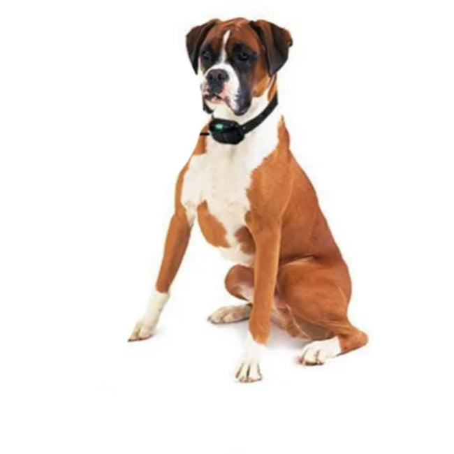 Waterproof Electronic Dog Training Collar with Remote Control