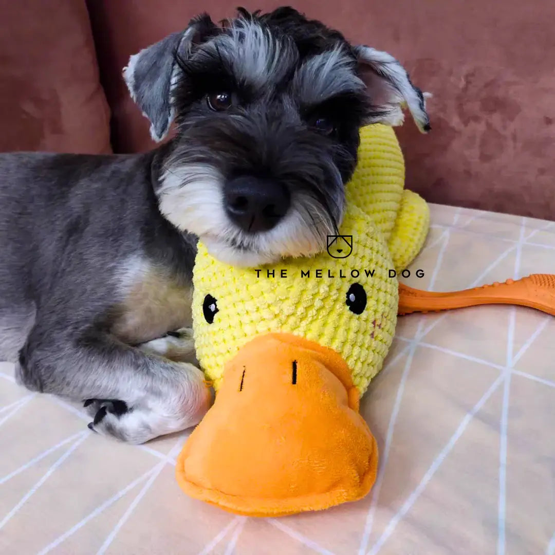 Calming Duck - For the Happiness and Well-being of Your Dog