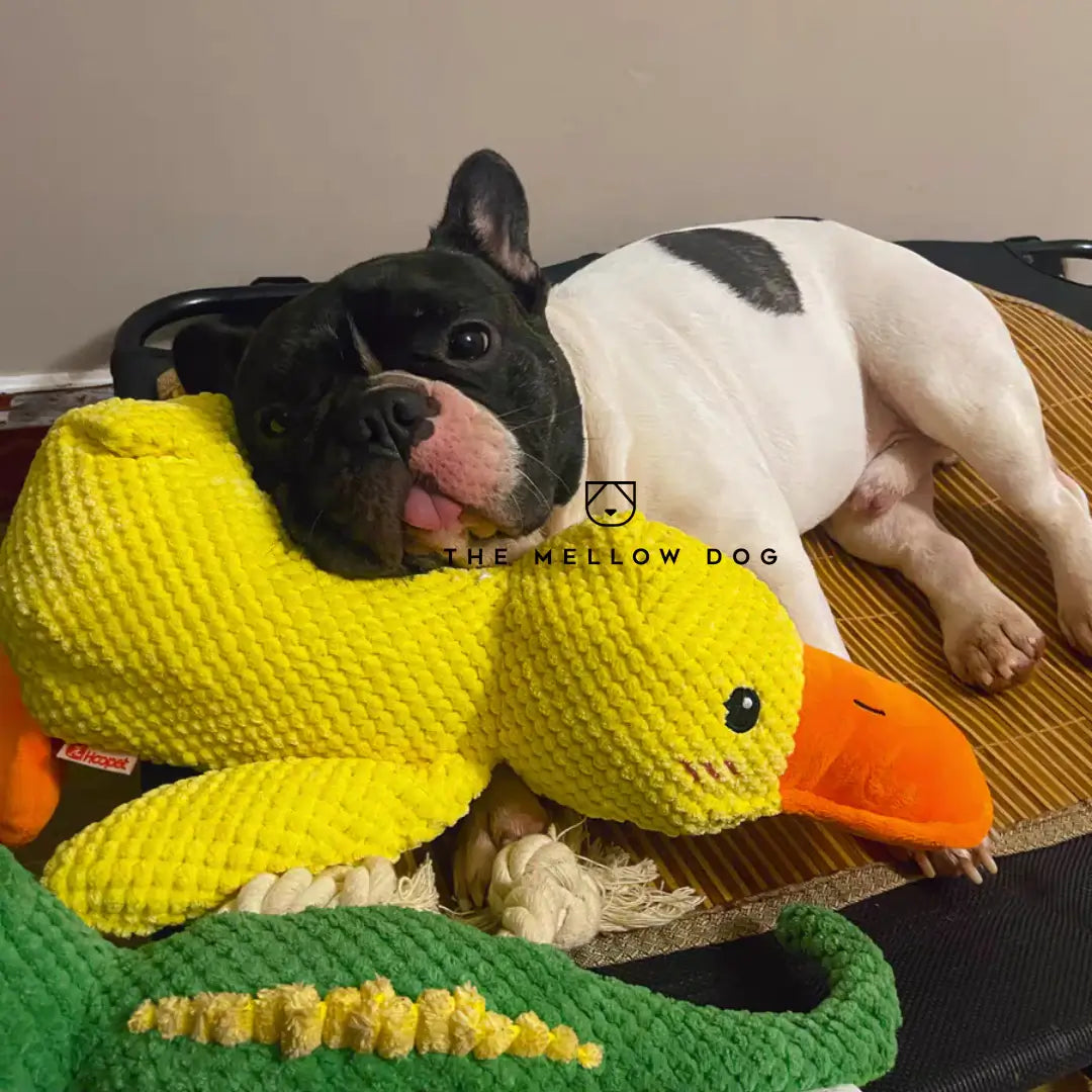 Calming Duck - For the Happiness and Well-being of Your Dog