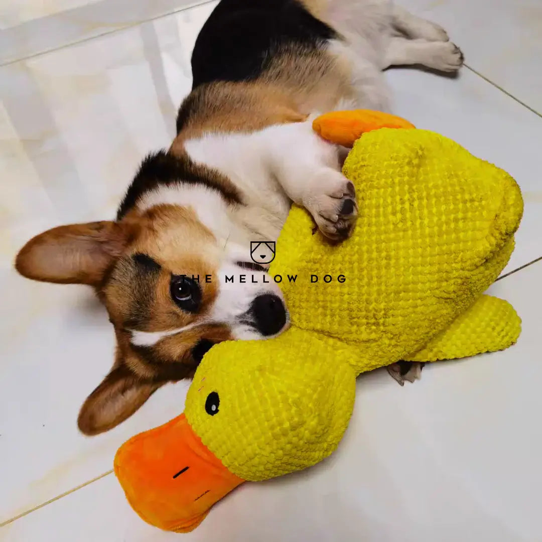 Calming Duck - For the Happiness and Well-being of Your Dog