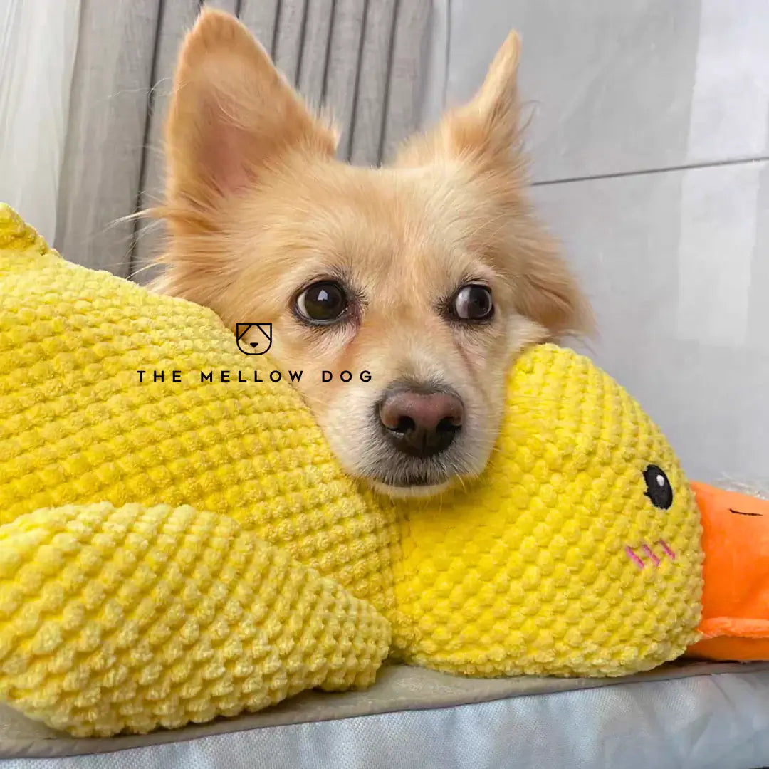 Calming Duck - For the Happiness and Well-being of Your Dog