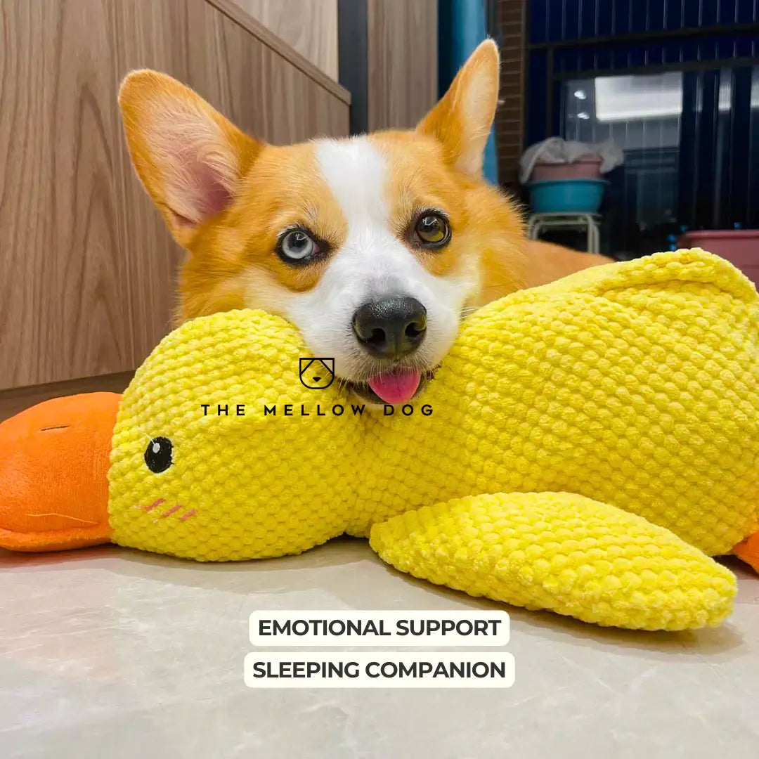 Calming Duck - For the Happiness and Well-being of Your Dog