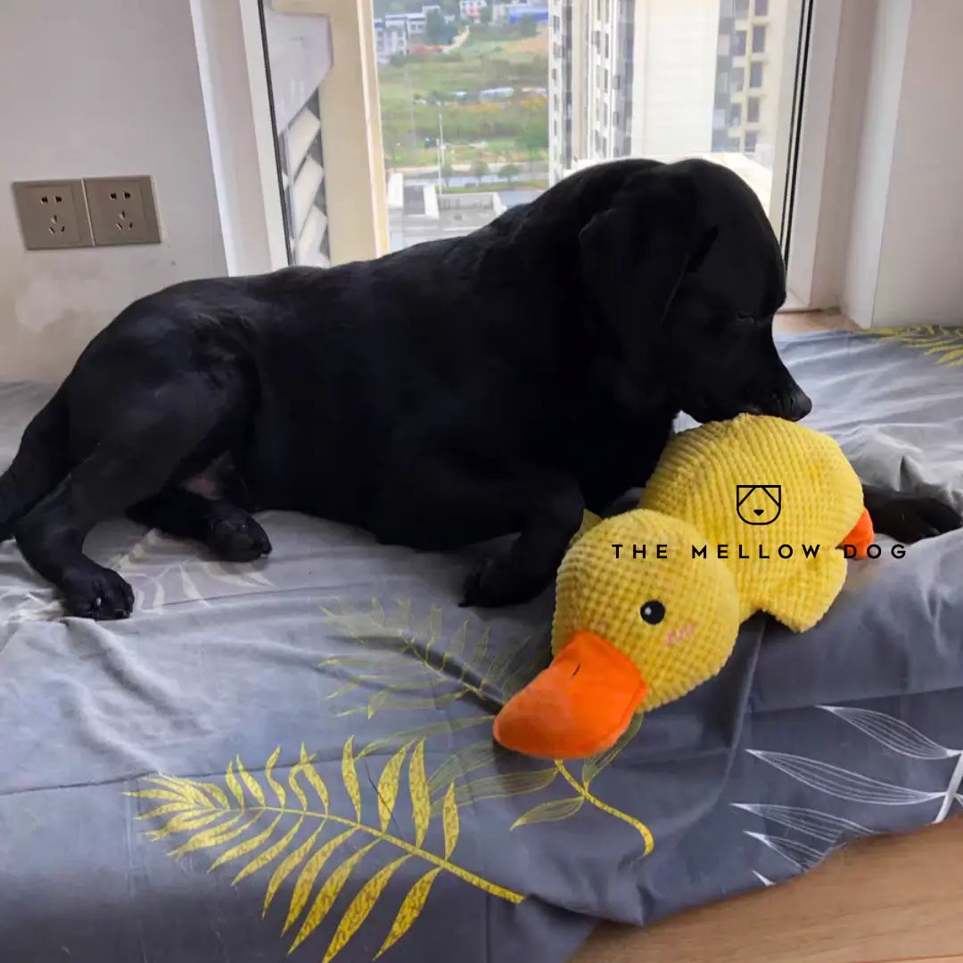 Calming Duck - For the Happiness and Well-being of Your Dog