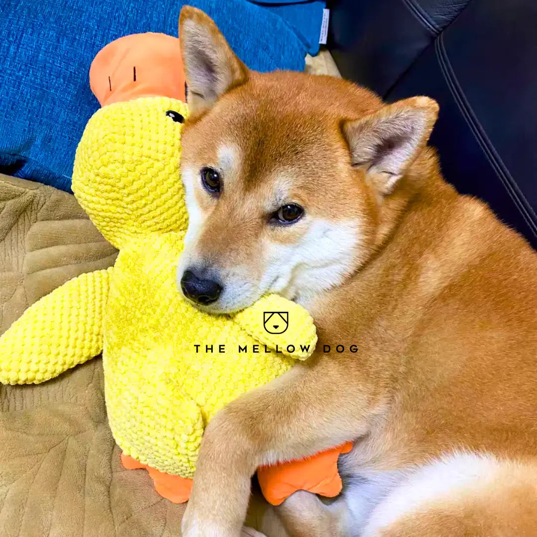 Calming Duck - For the Happiness and Well-being of Your Dog