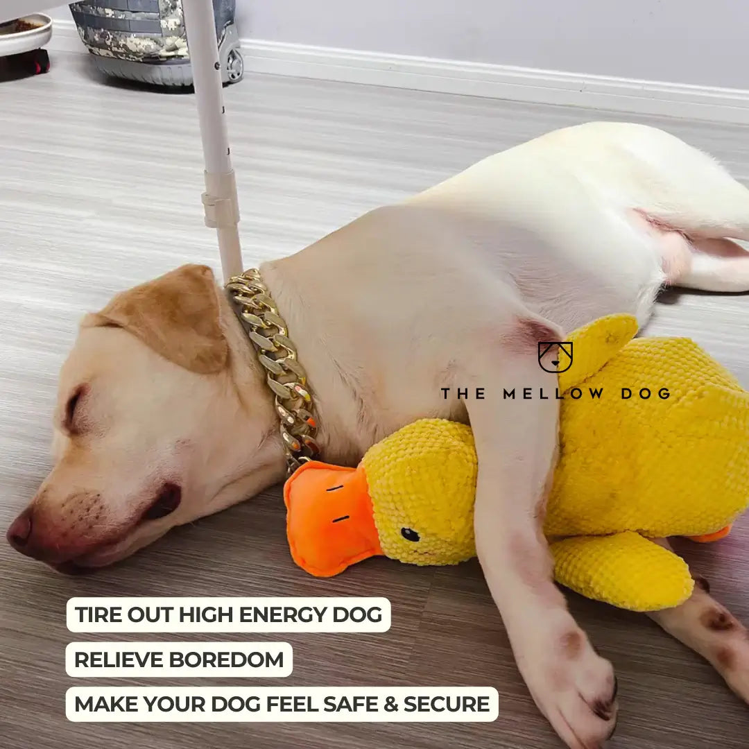 Calming Duck - For the Happiness and Well-being of Your Dog