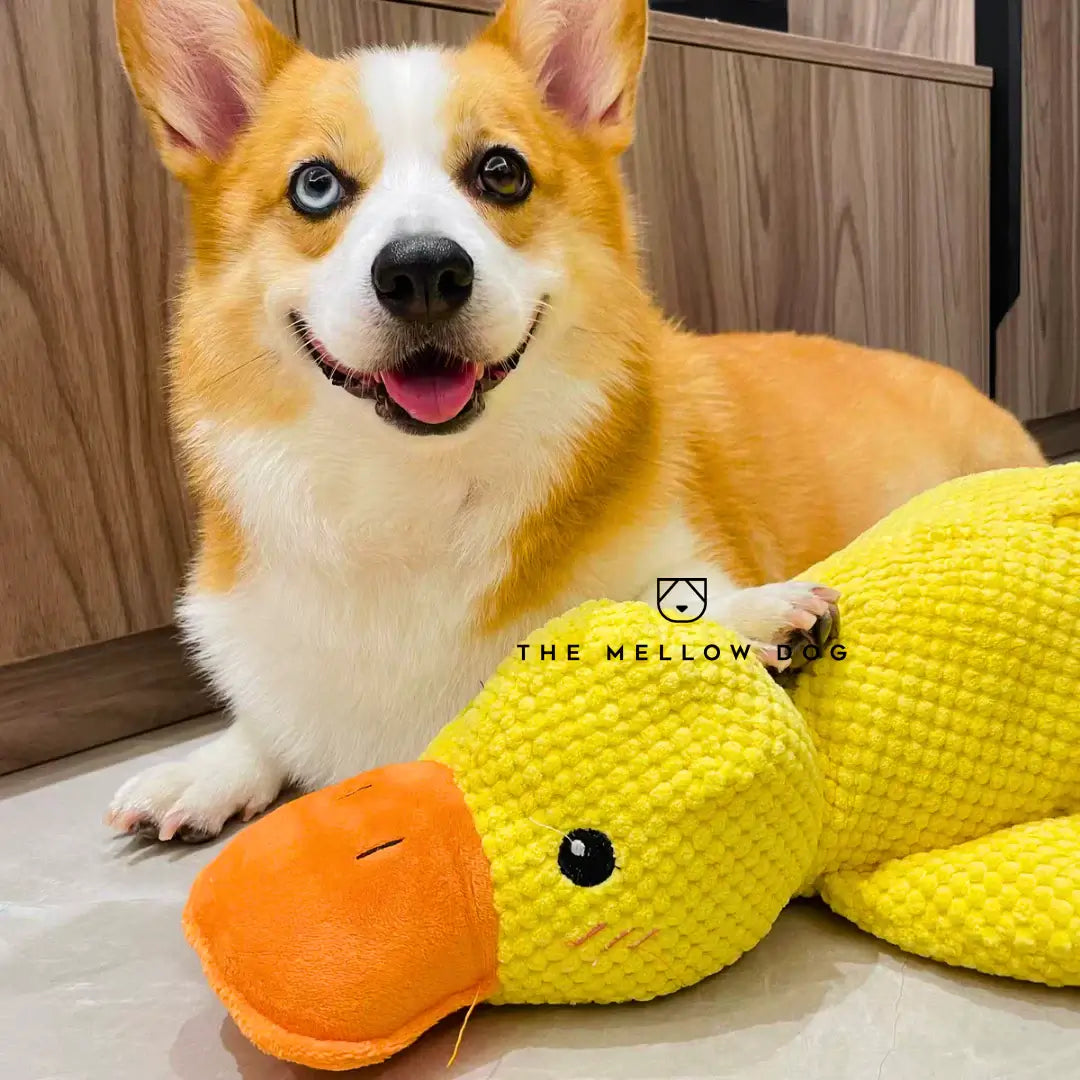 Calming Duck - For the Happiness and Well-being of Your Dog