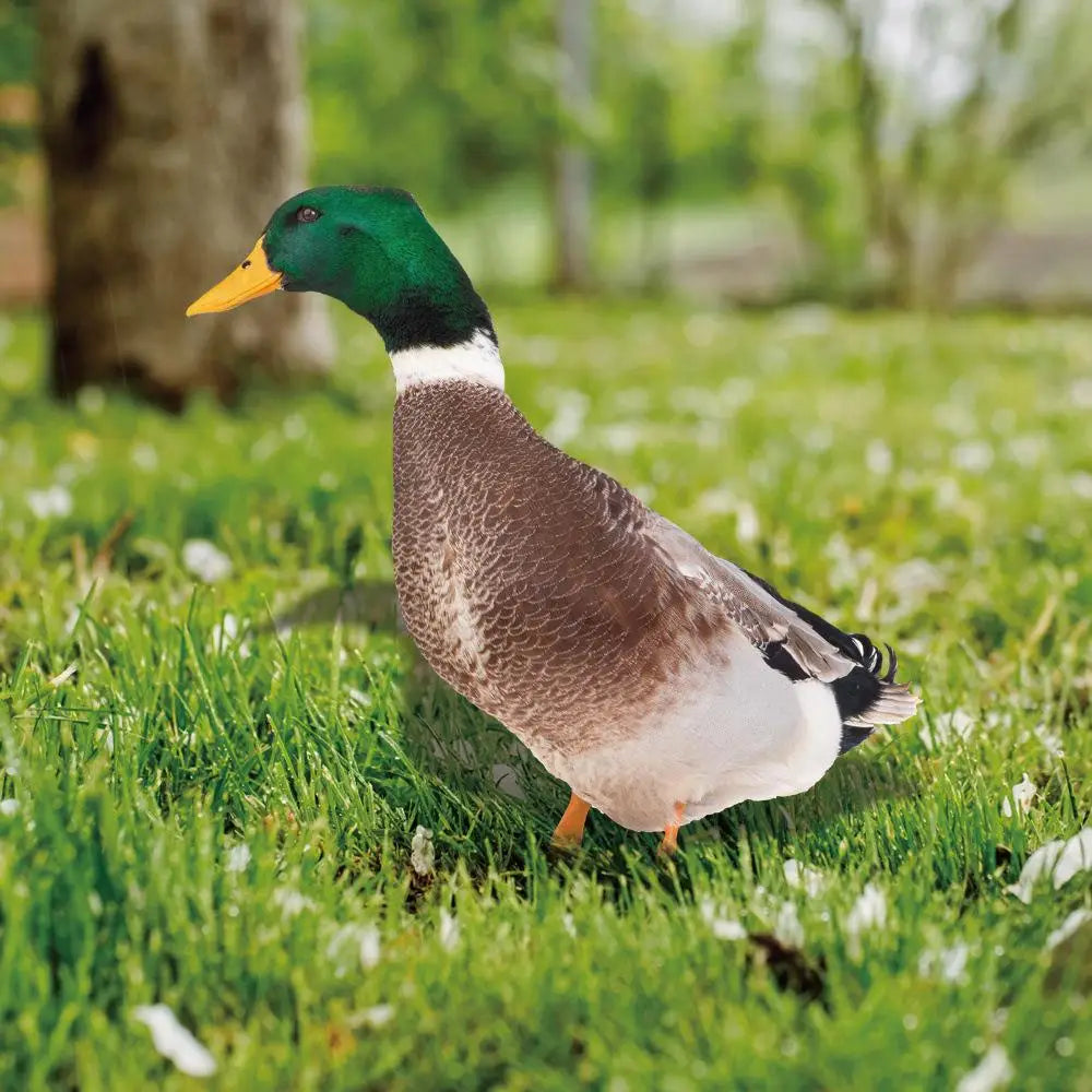 DuckDuo | Weatherproof Decorative Duck for Garden & Flower Bed