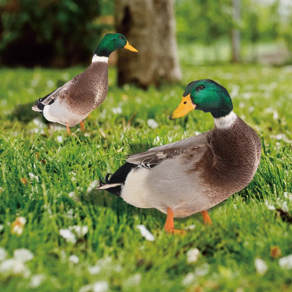 DuckDuo | Weatherproof Decorative Duck for Garden & Flower Bed