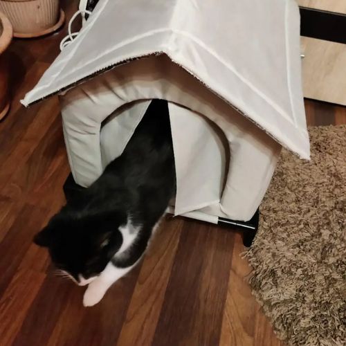 Elevated Outdoor Cat House