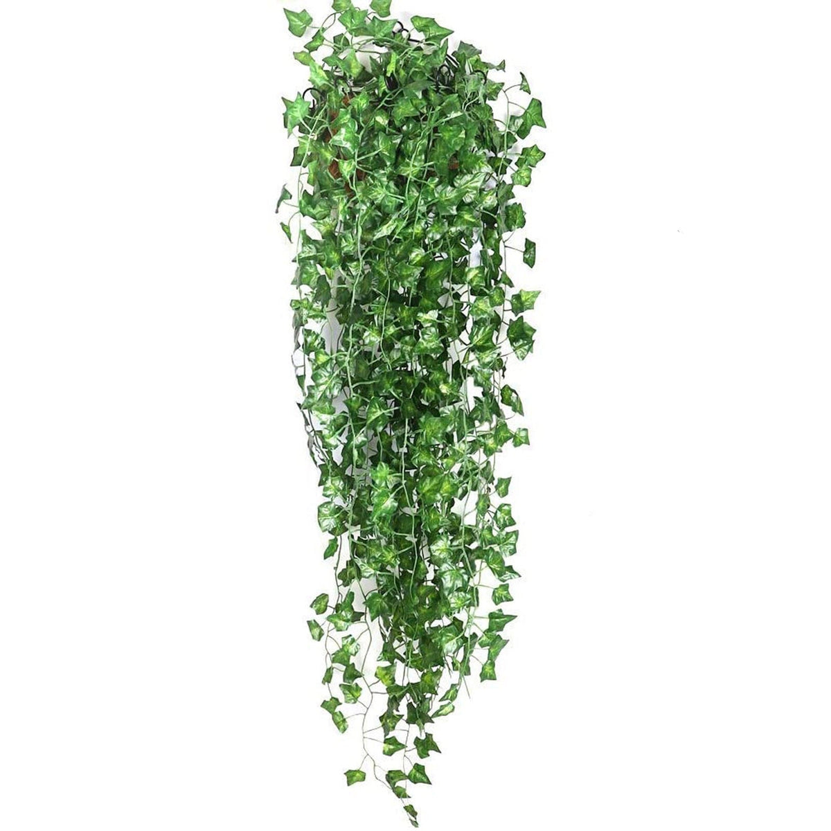 Evergreen | Vibrant and Green Leaves in Every Season