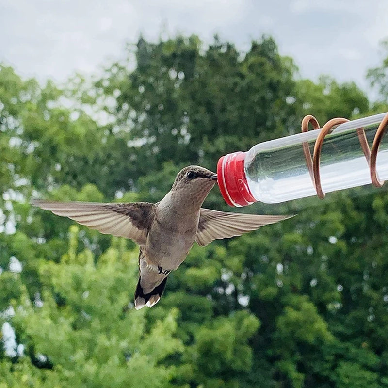 Hummingbird Feeder for Window Viewing