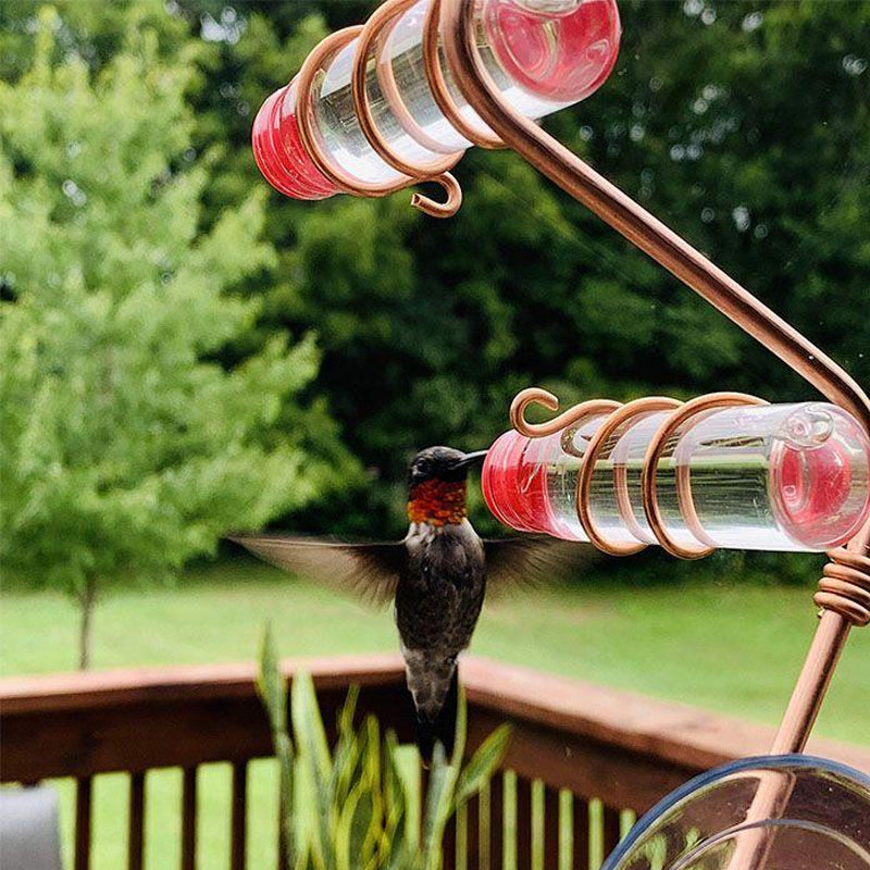 Hummingbird Feeder for Window Viewing