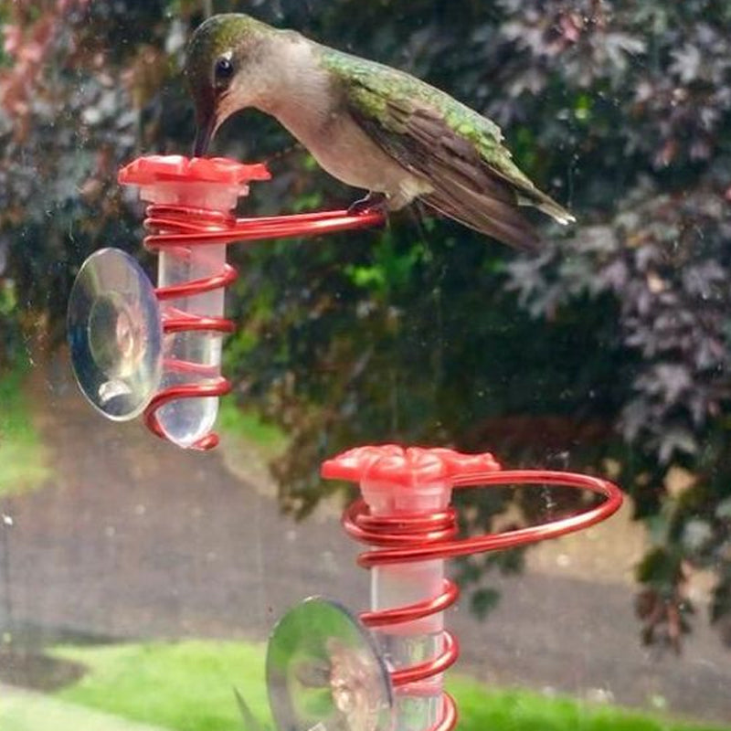 Hummingbird Feeder for Window Viewing
