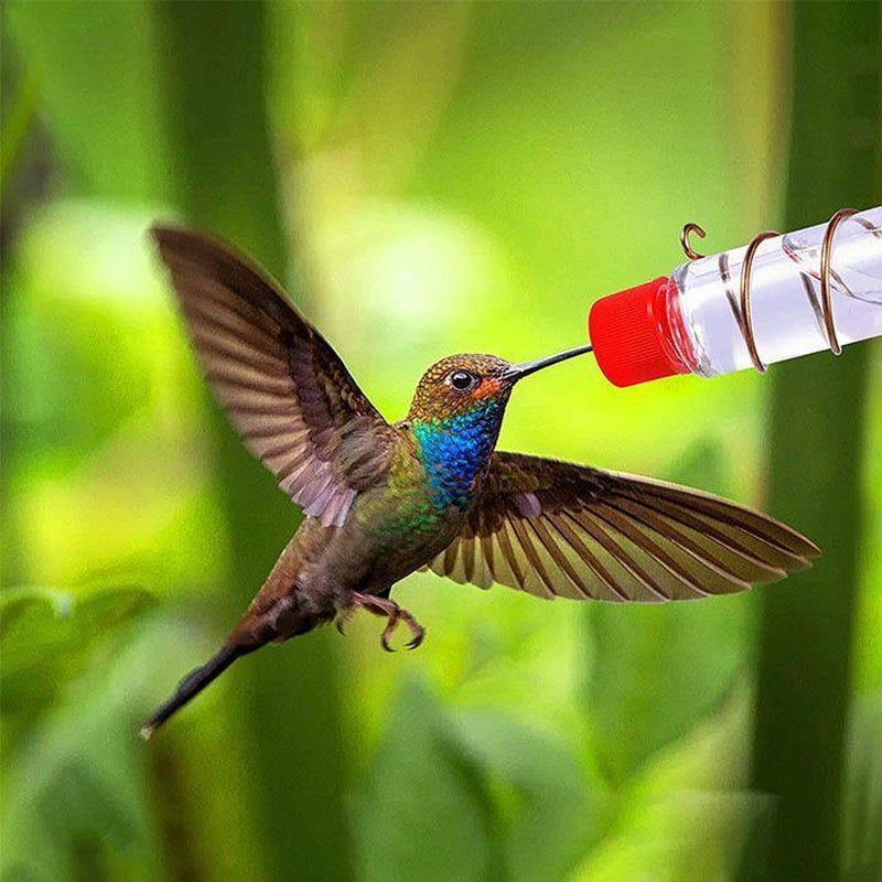 Hummingbird Feeder for Window Viewing