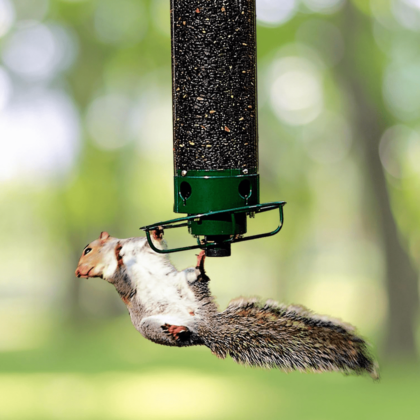 Squirrel-Proof Metal Bird Feeder with Rotating Perch