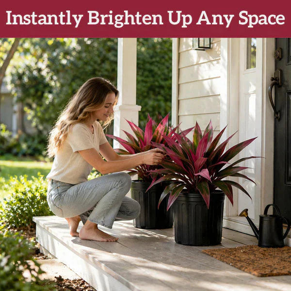 Verdara™ – Vibrant Faux Cordyline Plant Set