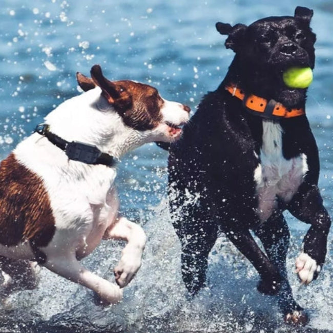 Waterproof Electronic Dog Training Collar with Remote Control