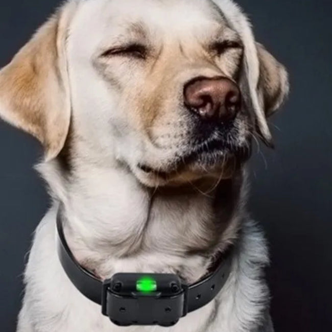 Waterproof Electronic Dog Training Collar with Remote Control